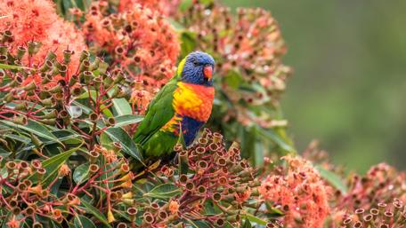 Rainbow Lorikeet Amidst Blossoms wallpaper