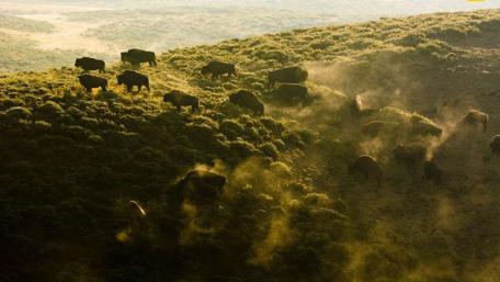 Majestic Bison Herd in Yellowstone National Park wallpaper