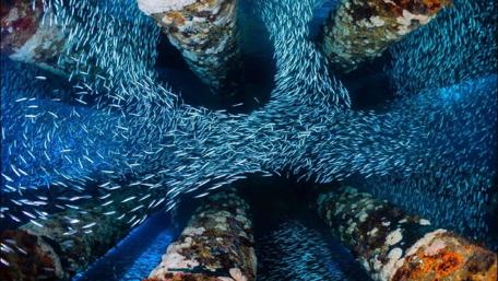 Swirling Symphony of Underwater Life wallpaper