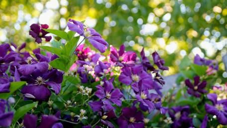 Purple Blossoms in the Sunlit Garden wallpaper