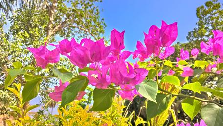 Vibrant Pink Bougainvillea Against a Clear Sky wallpaper