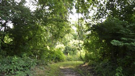 Lush Forest Pathway Inviting Exploration wallpaper