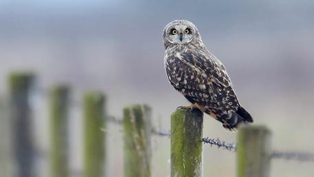 Majestic Owl Perched on a Post wallpaper