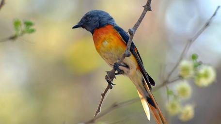 Vibrant Bird Perched on a Branch wallpaper