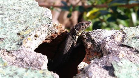 Lizard Emerging from a Stone Hole in Nature Scene wallpaper