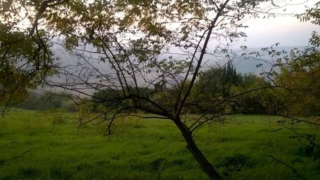 Serene Evening in a Lush Landscape wallpaper
