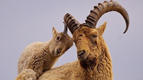 Adorable Bond Between Father and Kid Tur Goat wallpaper