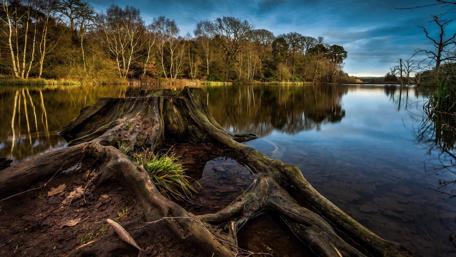 Tranquil Reflections at Clumber Lake wallpaper