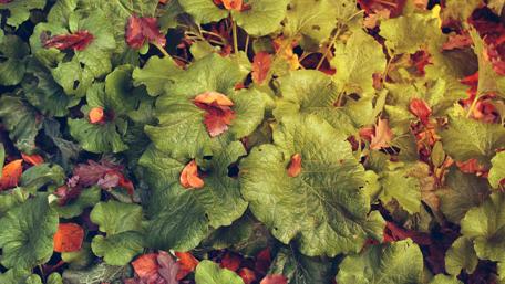Lush Greenery with Autumn Leaves Stunning Wallpaper wallpaper