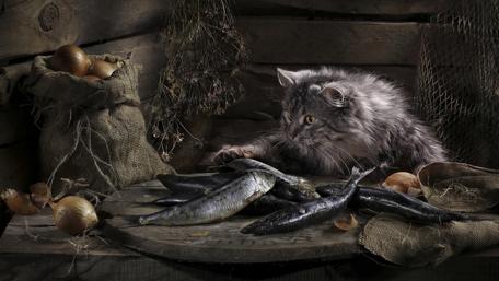 Mystical Cat in Rustic Kitchen wallpaper