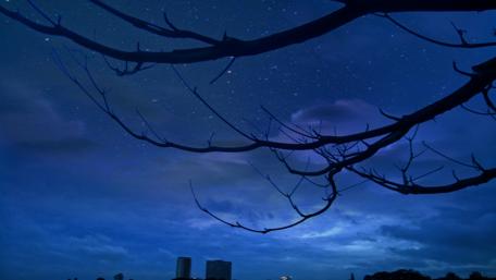 Starry Night with Silhouette of Branches in 4K wallpaper