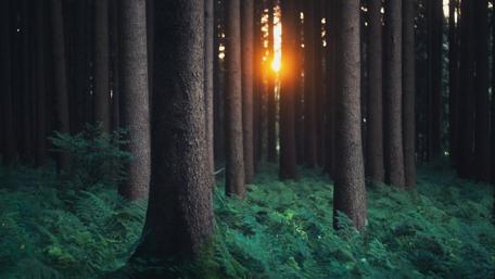 Sunset Glow in a Dark Forest Scene wallpaper