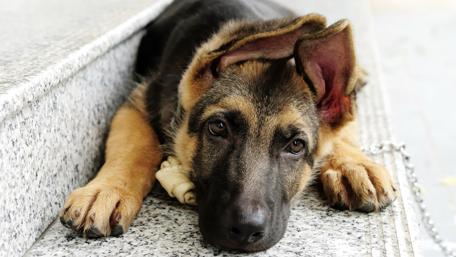 German Shepherd Puppy Relaxing on Steps wallpaper