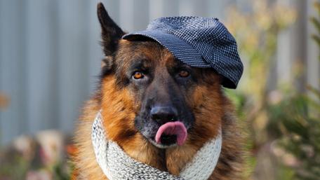 Stylish German Shepherd in a Cap and Scarf wallpaper