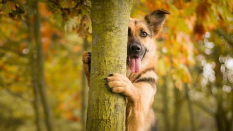 Peekaboo Pup in Autumn Woods wallpaper