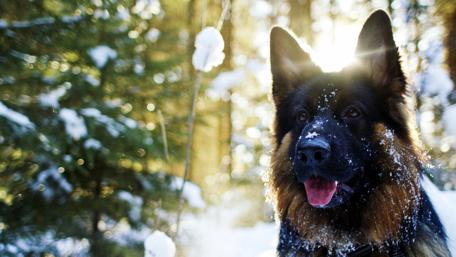Winter Sunshine with a German Shepherd in Snowy Woods wallpaper