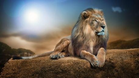 Beautiful lion on a big rock wallpaper