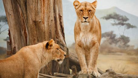Majestic Lions in Their Natural Habitat wallpaper