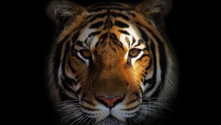 Majestic tiger close-up in darkness wallpaper
