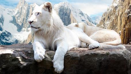 Majestic White Lion in Icy Mountain wallpaper