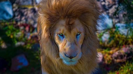 Majestic Lion with Stunning Mane wallpaper