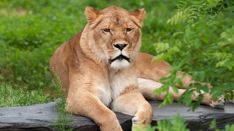 Majestic Lioness Relaxing in Nature wallpaper