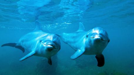 Dolphin Duo in Blue Waters wallpaper