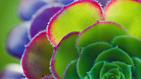 Vibrant Aeonium Leaf Close-Up Beauty wallpaper