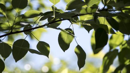 Lush Greenery Under Sunlight wallpaper