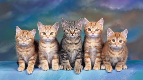 Five Fluffy Friends in a Row wallpaper