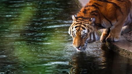 Majestic Tiger Drinking at the Water's Edge wallpaper
