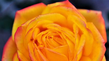 Golden Yellow Rose Blossom Wallpaper wallpaper