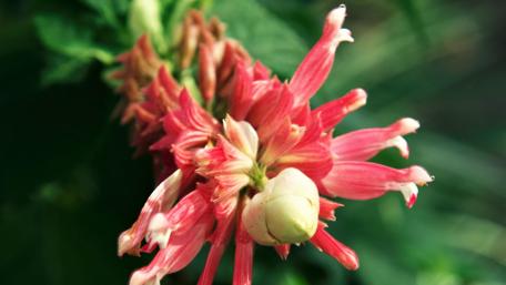 Vibrant Pink Floral Beauty for Your Space wallpaper