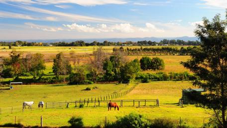Horses Grazing in Serene Countryside Landscape wallpaper