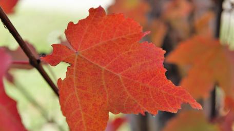 Vibrant Red Leaf Wallpaper wallpaper