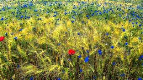 Vibrant Wildflower Meadow in 4K Quality wallpaper