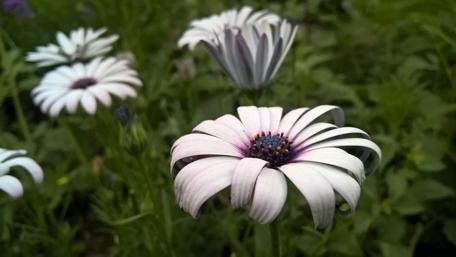 Elegant Blooms in Nature's Embrace wallpaper