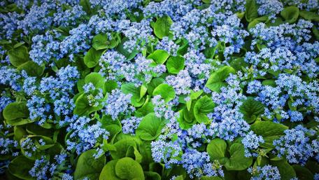 Flowery Field of Forget-Me-Nots wallpaper
