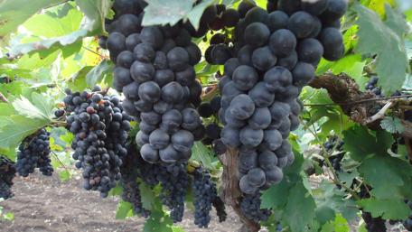 Vibrant Clusters of Grapes in Nature's Garden wallpaper