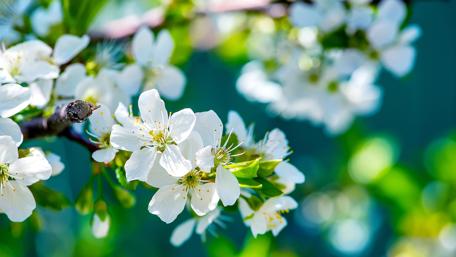Spring Blossom Delight wallpaper