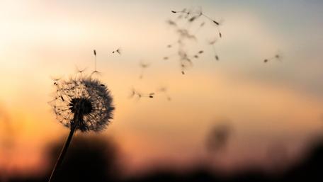 Dandelion Dreams at Dusk wallpaper