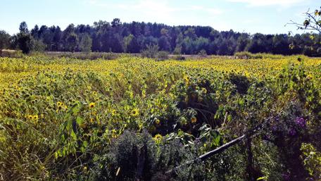 Vibrant Sunflower Field Under Clear Blue Sky wallpaper