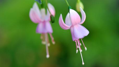 Delicate Fuchsia Blooms in Soft Focus wallpaper