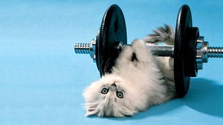 Funny Cat Lifts Weights for Laughs wallpaper