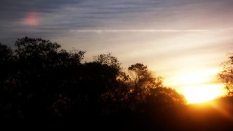 Golden Dawn Breaking Through the Trees wallpaper