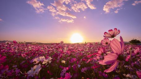 Sunrise Bloom in a Vibrant Flower Field wallpaper