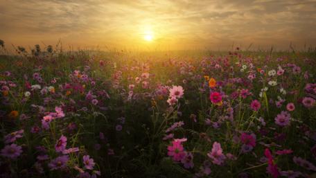 Sunrise Over Flower Field wallpaper