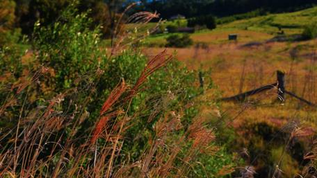 Serene Countryside Landscape with Reeds and Grass wallpaper