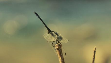 Delicate Beauty of a Dragonfly wallpaper