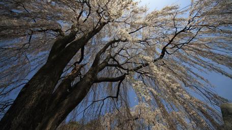Blooming Tree Under a Clear Sky wallpaper